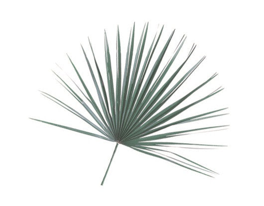 Mediterranean Fan | Palm Altar Decorations (Bag of 8)