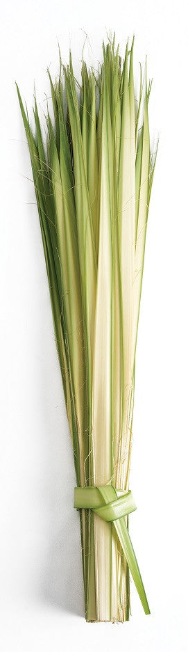Long Double Palm Strips 24” to 36”