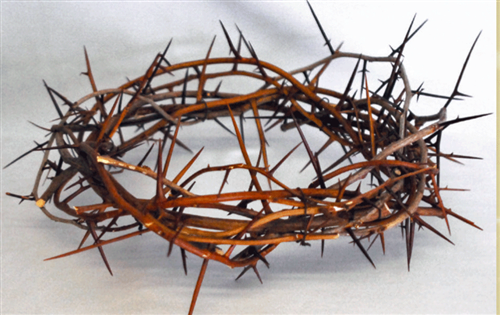 Crown Of Thorns - 13"